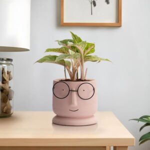 Ceramic Table Top Flower Pot with Tray | White & Brown | 3.5 Inch Pot | Uli Table Top Pot